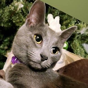 Meet your Posher, Ada